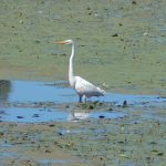 Great egret.