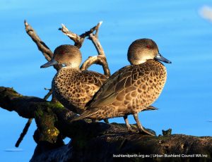 Grey Teal.