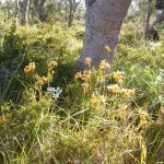 Hepburn Donkey Orchids.