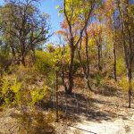 Rehabilitated bushland.