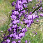 Hovea trisperma - Common Hovea.