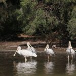 Yellow-billed Spoonbills.