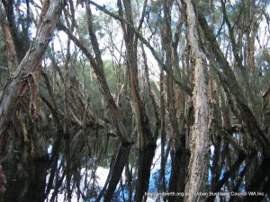 Paperbark forest.