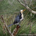 Little Pied Cormorant