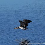 Pied Cormorant.