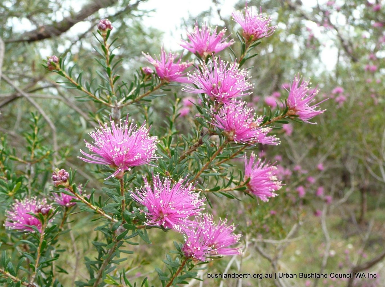 Conospermum triplinervium  Friends of Queens Park Bushland