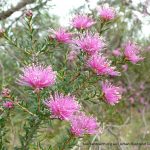 Melaleuca seriata.