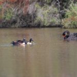 Mountain Ducks.