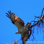 Eastern Osprey.