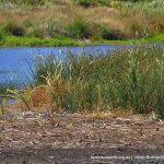 Baigup Nature Reserve.