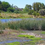 Baigup Nature Reserve.