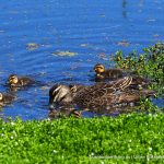 Pacific Black Duck.