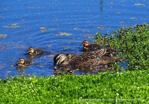 Pacific Black Duck.