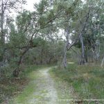 Path through banksia woodland.