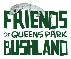 Conospermum triplinervium  Friends of Queens Park Bushland