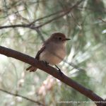 Female Red-capped Robin.