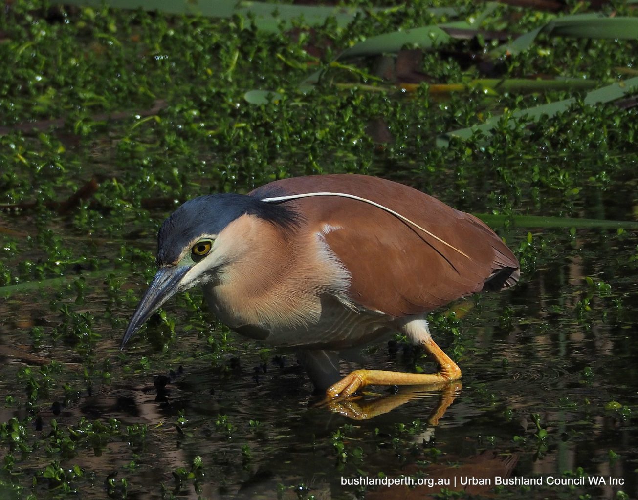 Nankeen Night-heron.