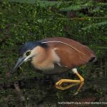 Nankeen Night-heron.