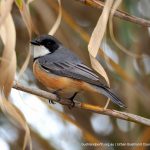 Male Rufous Whistler.