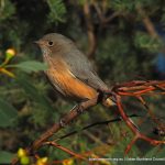 Female Rufous Whistler.