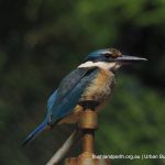 Sacred Kingfisher.