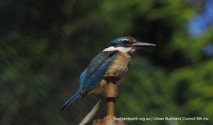 Sacred Kingfisher.