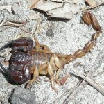 Sand Scorpion.