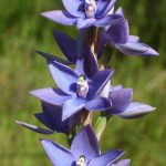 Scented Sun Orchid.