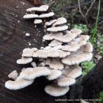 Split-Gill Fungus.