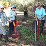 Sedge planting at Maramanup Pool.