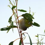 Silvereye.