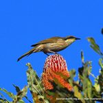 Singing Honeyeater.