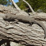 South-western Spiny-tailed Gecko.