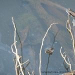 Long-necked Turtle - Chelodina oblonga.