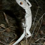 Spiny-tailed Gecko.