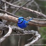 Male Splendid Fairy-wren.