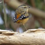 Spotted pardalote, Pardalotus punctatus.