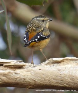 Spotted pardalote, Pardalotus punctatus.