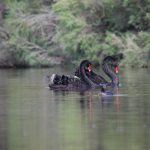 Swans and grebe.