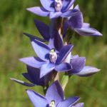 Thelymitra macrophylla, Scented Sun Orchid.