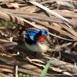 Male Purple-backed Fairy-wren.