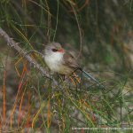 Female Purple-backed Fairy-wren.