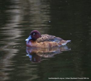 Male Hardhead Duck.