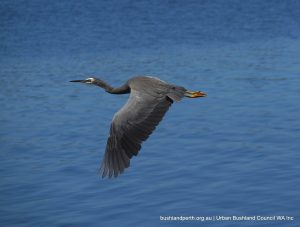 White-faced Heron.