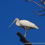 Yellow-billed Spoonbill.