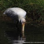 Yellow-billed Spoonbill.