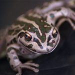 motorbike frog.