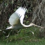 Yellow-billed Spoonbill.