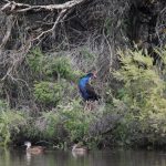 Swamphen and Grey Teal.