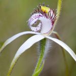 Caladenia